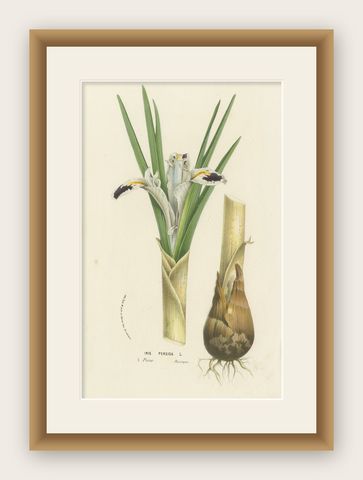 Botanical Illustration of Persian Iris: Iris persica from Iran, c.1855, shown framed