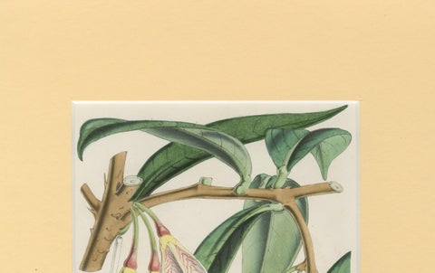 A Rare Botanical Study of Exotic Flora by Hoola van Houten, 1847, close-up 1