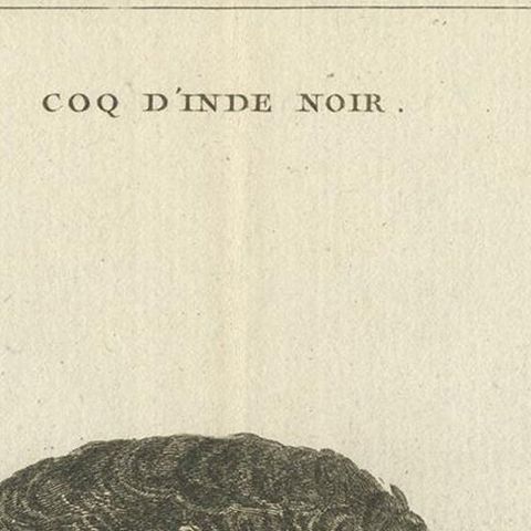 Antique Bird Print of a Black Rooster by Fessard, 1819, close-up 1