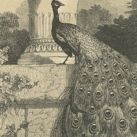 Antique Bird Print of an Indian Peafowl, 1853, close-up 1