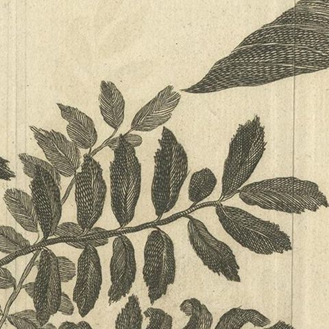 Antique Botany Print of Dogwood by Le Bas, 1752, close-up 1