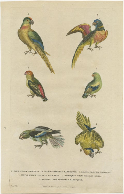 Set of 2 Hand Colored Antique Bird Prints of Parakeet Species, c.1785, view 3