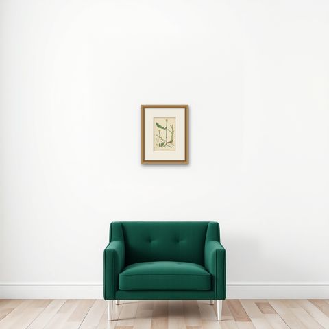 Antique Botany Print 'Hoary Mustard' by J. Sowerby, circa 1860, shown framed on a wall