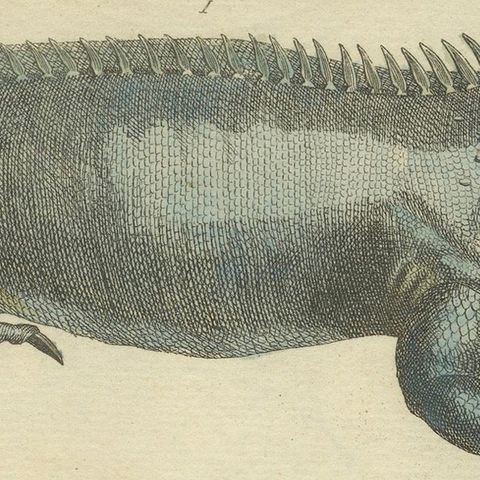 Antique Handcolored Engraving of Lizards, Iguana, Chameleon and Salamander, 1800, close-up 5