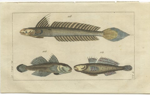Set of 2 Antique Fish Prints - Dolphin Fish - Goby - Sand Tilefish, view 2