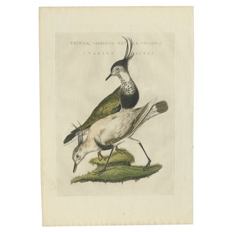 Tringa vanellus, Northern Lapwing (Kievit/Ljip) by Nozeman & Sepp, 1809