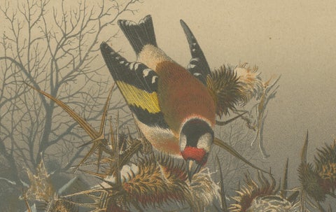 European Goldfinches in Winter: An 1879 Lithograph, close-up 4