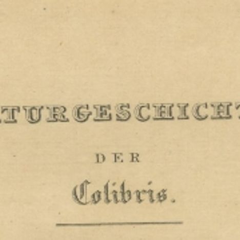 Antique Frontispiece with the Nest and Eggs of Hummingbirds, 1837, close-up 1