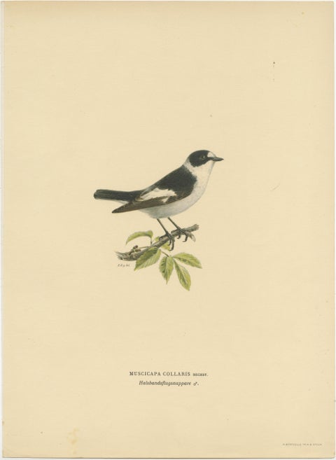 Monochrome Elegance: Bird Print of The Collared Flycatcher by Von Wright, 1927, view 2