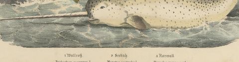 Antique Walrus and Narwhal Print, Arctic Sea Scene with Manatee, circa 1890, close-up 2