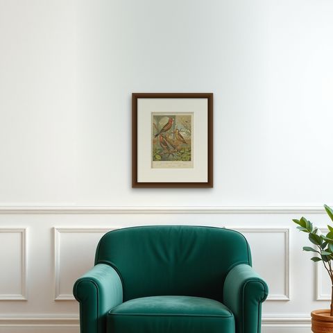 Antique Bird Print of the Goldfinch and Canary Mule Dark Mealy and Others, shown framed on a wall