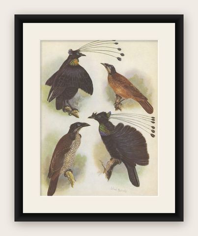 Antique Print of the Lawes Six-Plumed Bird of Paradise and Others, 1950, shown framed