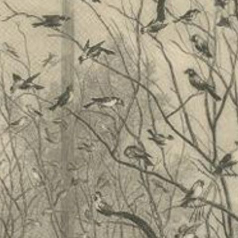 Antique Bird Print of an Aviary with Various Birds by Le Maout, 1853, close-up 1
