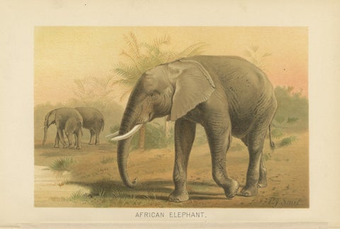 African Elephant, Antique Wildlife Chromolithograph, Royal Natural History 1894, view 2