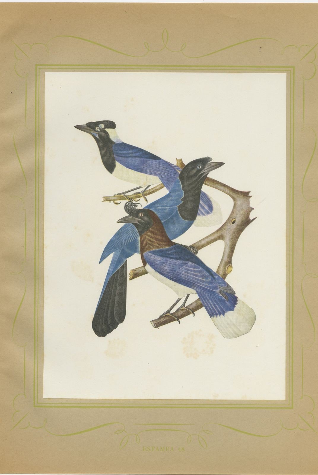 Jays, Brazilian Bird Print, Descourtilz, 1944