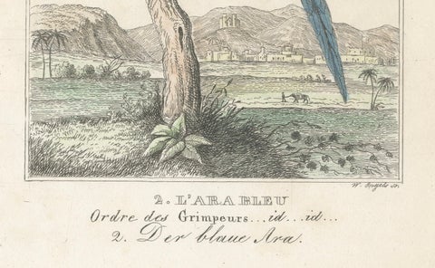 Small Hand-Colored Print L'Ara Rouge et Bleu Parrot from Buffon’s Histoire, 1770, close-up 2