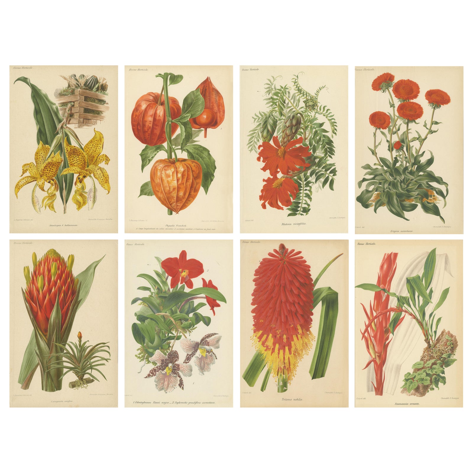 Original Vintage Botanical Illustrations from Revue Horticole, circa 1855