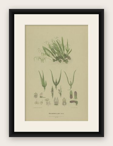 Antique Botany Print of the Pineapple Orchid, '1884', shown framed