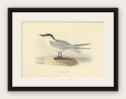 Antique Bird Print of the Gull-Billed Tern by Gould, 1832, shown framed