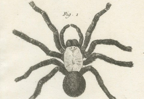 Antique Engraving of Spiders, Centipede and Scorpion by Diderot, ca.1770, close-up 6
