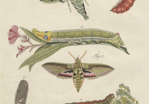 Pair of Antique Hawk Moth Life Cycle Engravings, Bertuch, c.1800, close-up 2