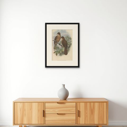 Antique Bird Print of the White-Billed Wood-Shrike of Papua by Gould, ca.1880, shown framed on a wall