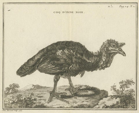 Antique Bird Print of a Black Rooster by Fessard, 1819, view 2