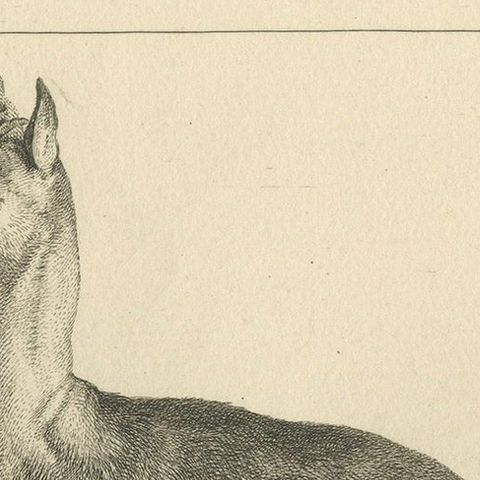 Agile Chamois or Mountain Goat Antilope: A Detailed Etching - circa 1740, close-up 4