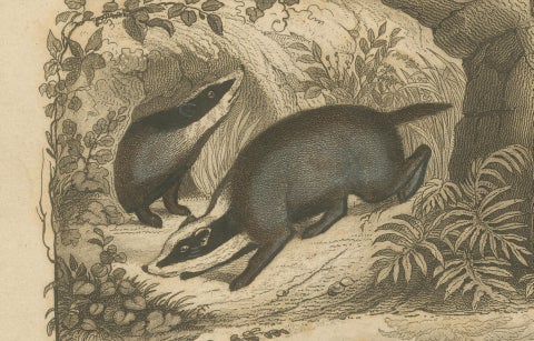 Badger and Otter Hunt, Antique German Engraving, circa 1840, close-up 3