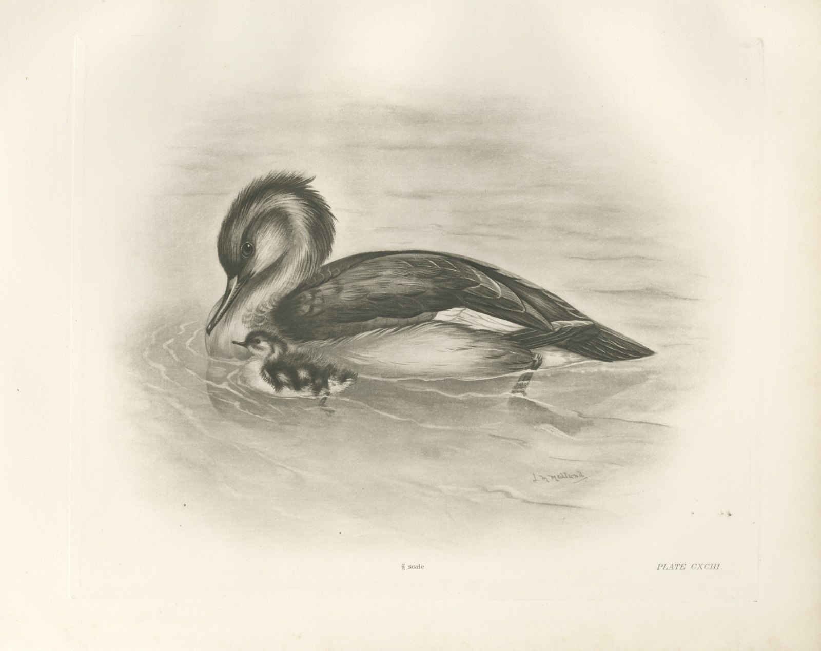 Red-breasted Merganser Duck with Downy Young after Lilian Medland, c. 1909