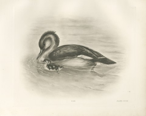 Red-breasted Merganser Duck with Downy Young after Lilian Medland, c. 1909