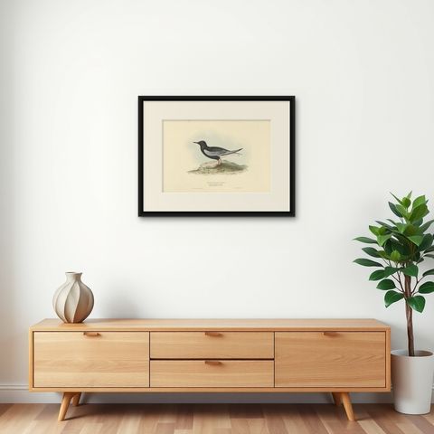 Antique Bird Print of the White-Winged Tern by Gould, 1832, shown framed on a wall