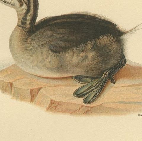 Antique Bird Print of a Young Horned Grebe by Von Wright, 1929, close-up 2