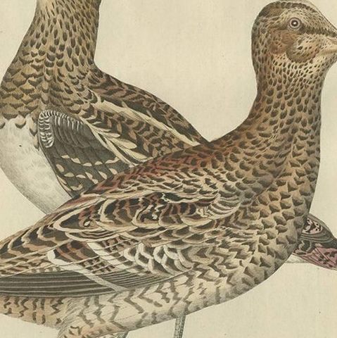 Antique Bird Print of the Great Snipe by Sepp & Nozeman, 1797, close-up 2