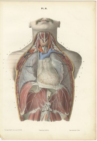 The Phrenic Nerves and the Opened Thorax, Antique Hirschfeld Anatomy Print, 1866, view 2