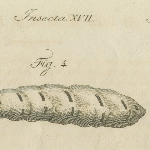 Termites and Termite Mound with Swollen Queen, Antique Bertuch Print, circa 1805, close-up 4