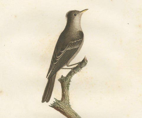 Large Antique Bird Print of an Eastern Wood Pewee, close-up 3