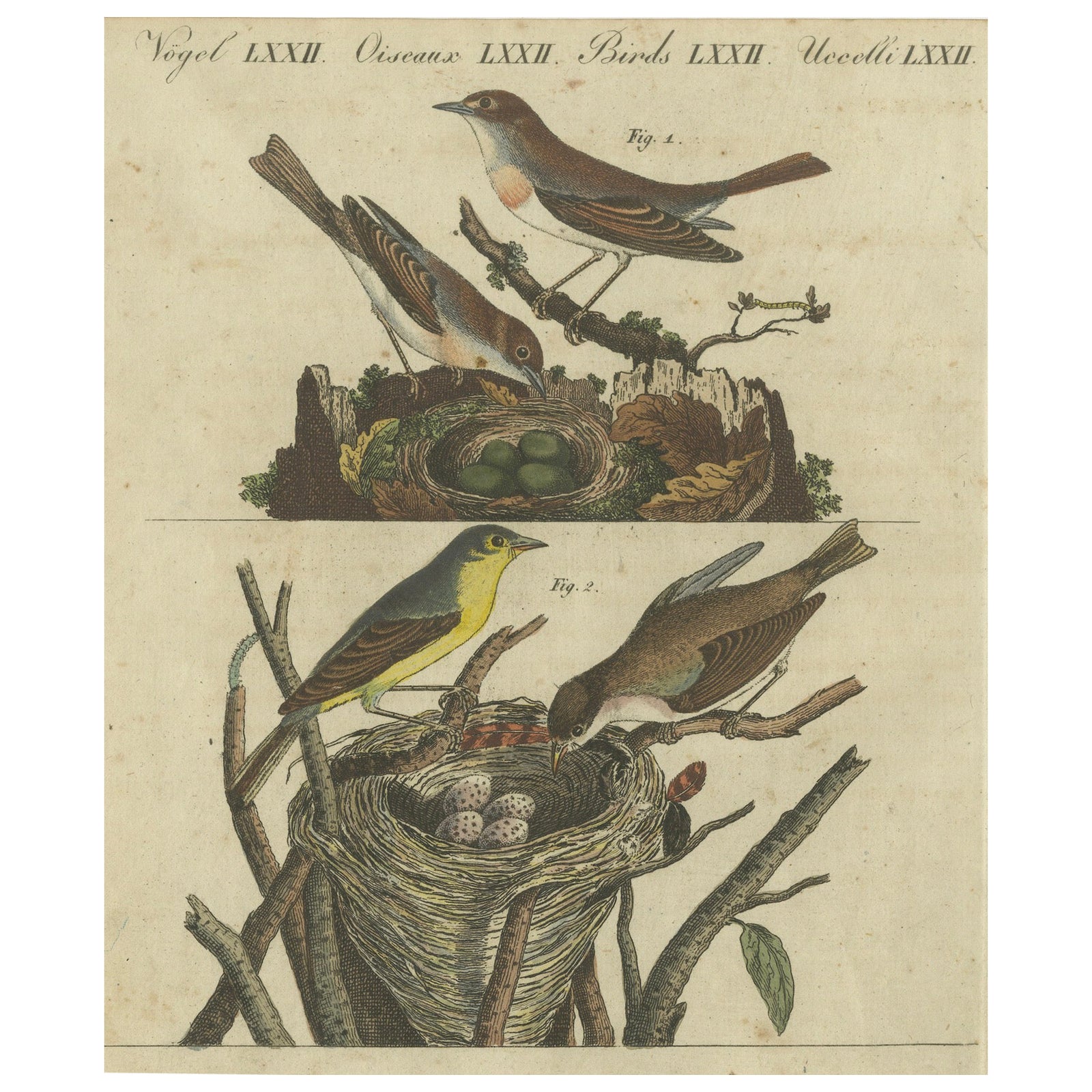 Common Nightingale and Chiffchaff with Nest and Eggs, 1805 Engraving by Bertuch