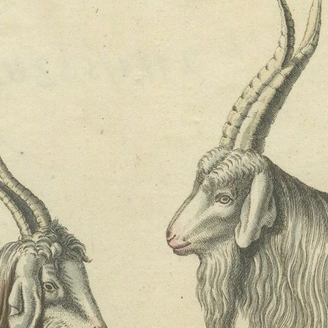 Handcolored Copperplate Engraving of Cashmere Goats and Sheep, Bertuch 1823, close-up 5