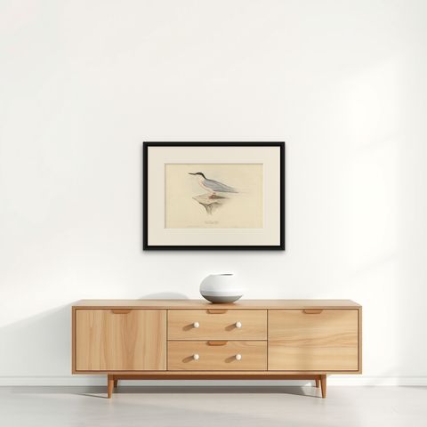 Antique Bird Print of The Roseate Tern by Gould, 1832, shown framed on a wall