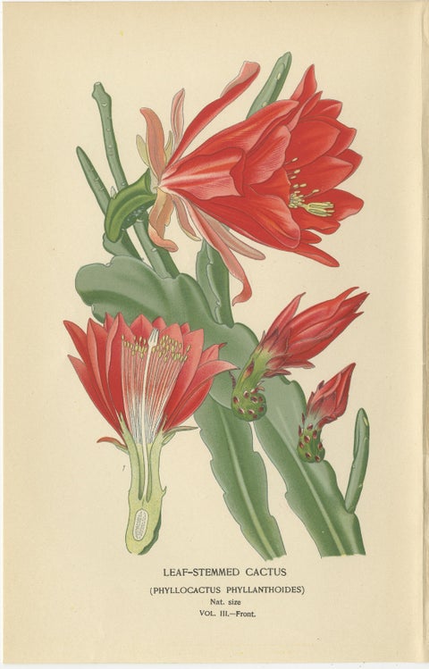 Stunning 1897 Leaf-Stemmed Cactus Print, Phyllocactus Illustration, view 2