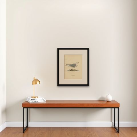 Antique Bird Print of the Common Gull 'Summer' by Von Wright, 1929, shown framed on a wall