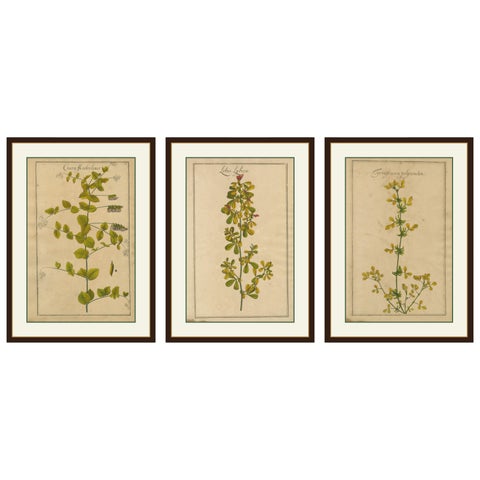 Set of 3 Rare Botanical Engravings, Cracca, Lotus & Foenugracum, ca.1690