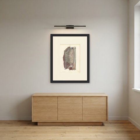The Intercostal Nerves and Spinal Ganglia, Hirschfeld Anatomy Print, 1866, shown framed in a room