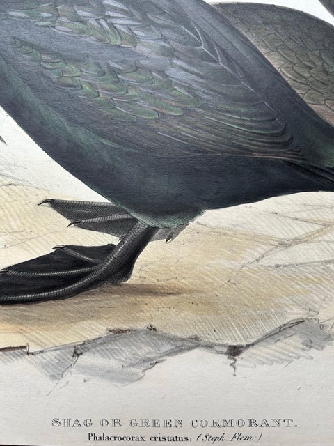 Shag or Green Cormorant, Antique Bird Print by John Gould, c.1832, view 2