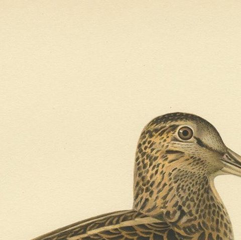 Antique Bird Print of the Great Snipe by Von Wright, 1929, close-up 1