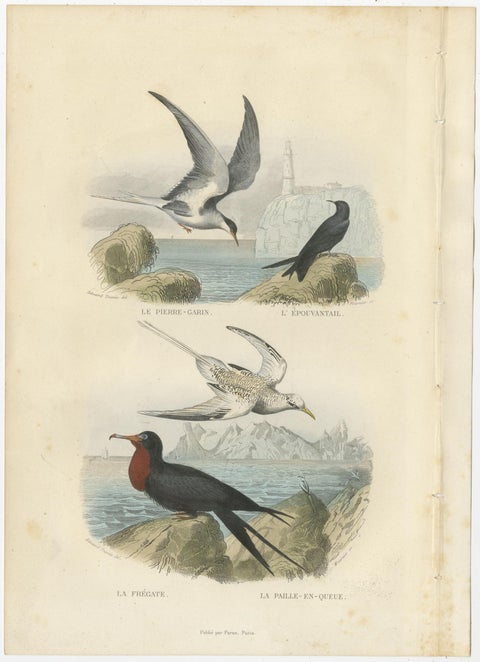 Set of 3 Antique Bird Prints Tern, Frigatebird, Great Crested Grebe by Buffon, view 3