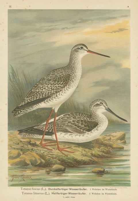 Redshank and Greenshank in Winter Plumage, Antique Bird Lithograph c.1895, close-up 6