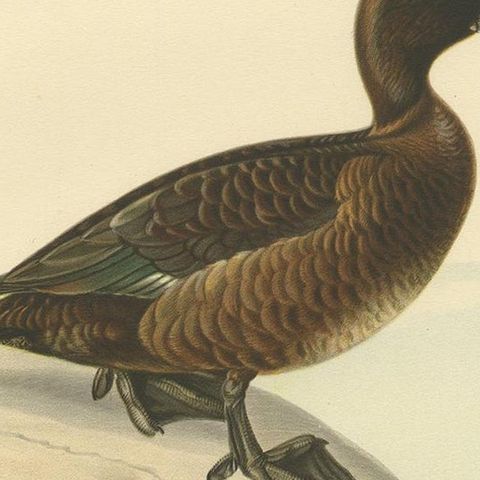 Female Tufted Duck, Swedish Bird Print after von Wright, 1929, close-up 2