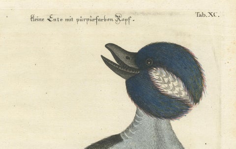 Hand-Colored Engraving of the Little Duck with a Purple Head by Seligmann, c1770, close-up 3
